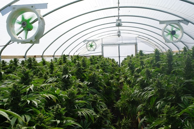Cannabis Odors Cause A Variety Of Scents And Problems Cannabis Odors Cause A Variety Of Scents And Problems